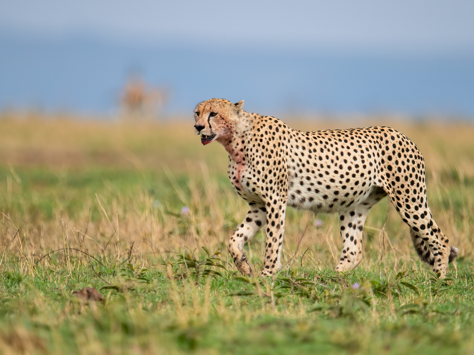 Cheetah in the Maasai Mara