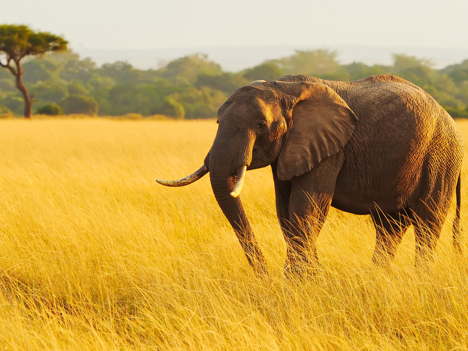 Masai Mara landscape