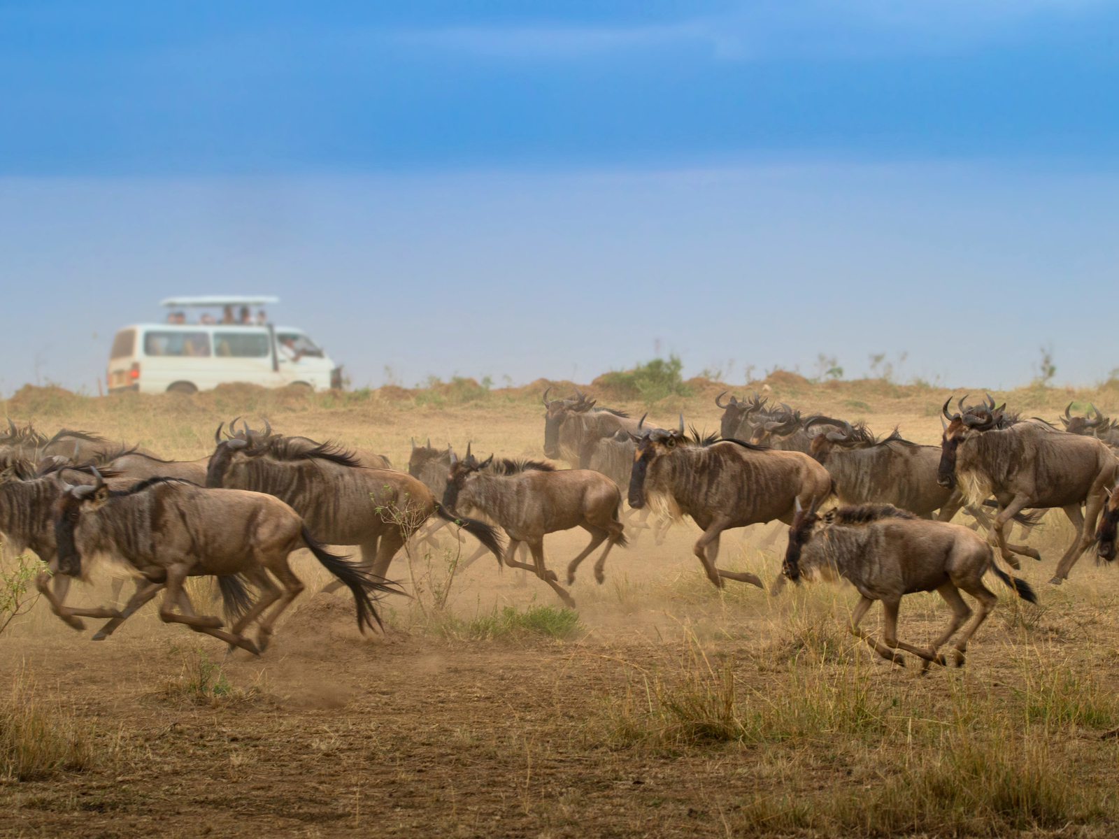 Wildebeest in Masai Mara
