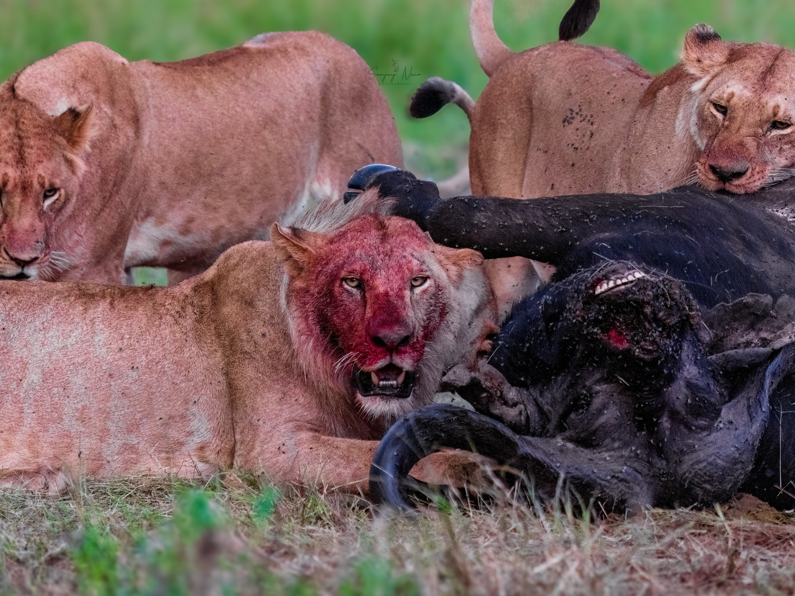 Cape buffalo in the Masai Mara