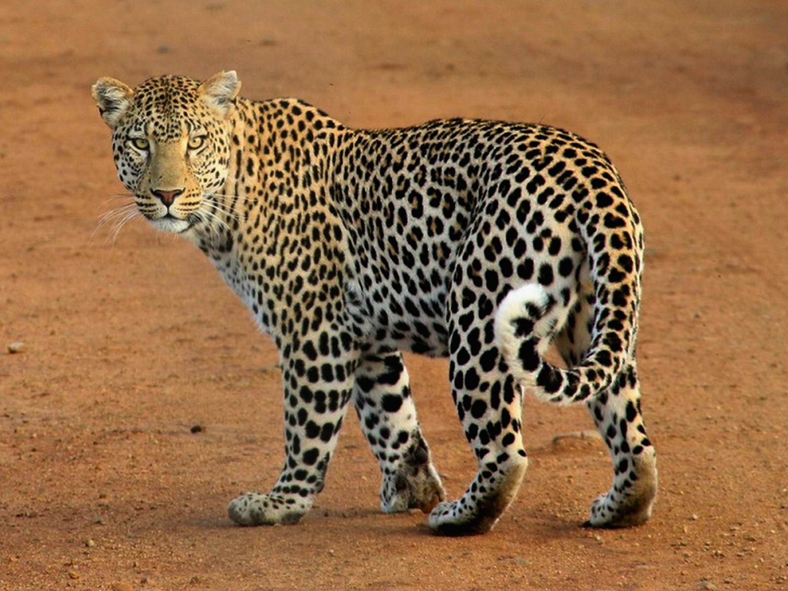 Leopard in the Maasai Mara