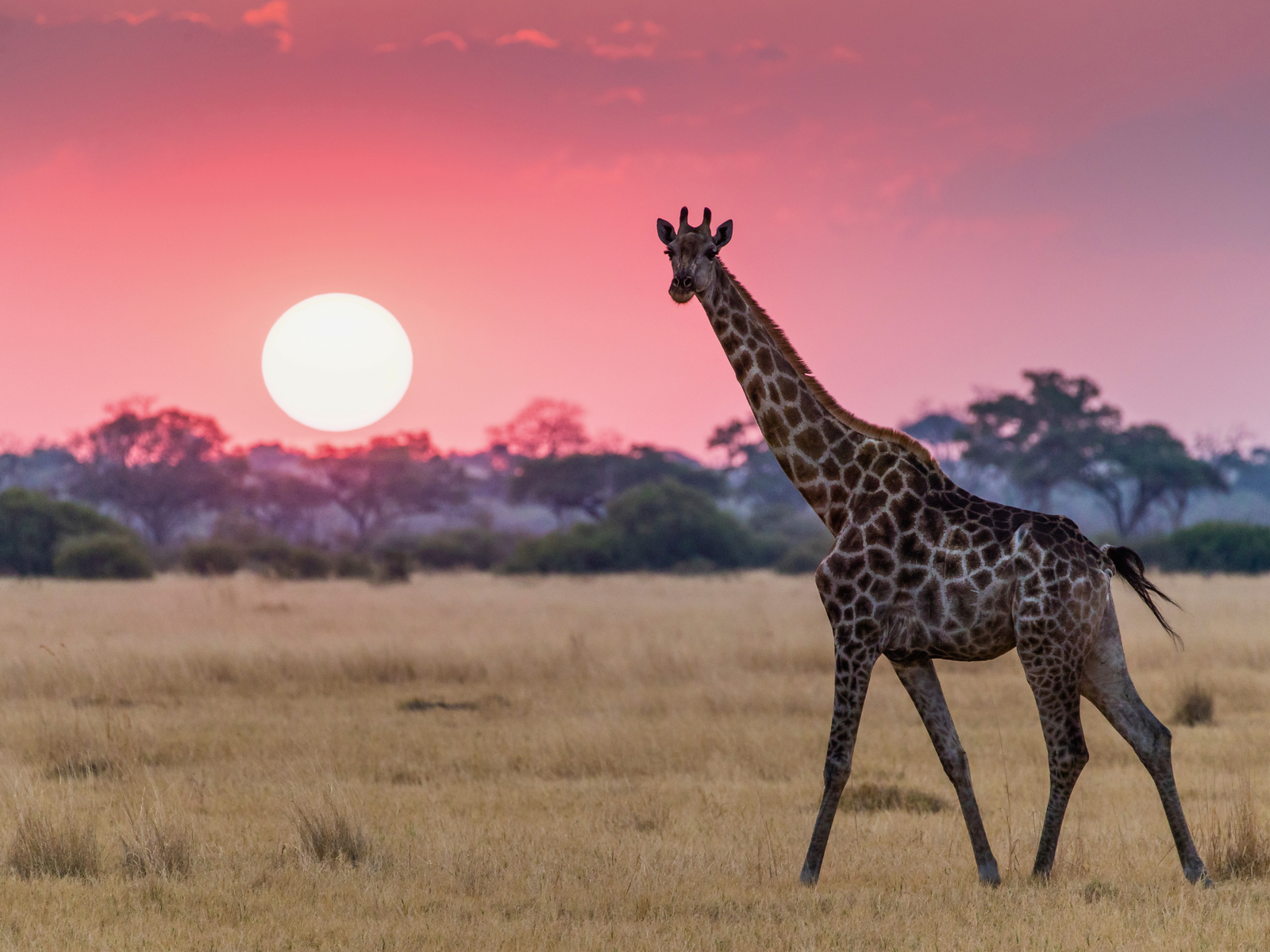 Giraffe in Masai Mara
