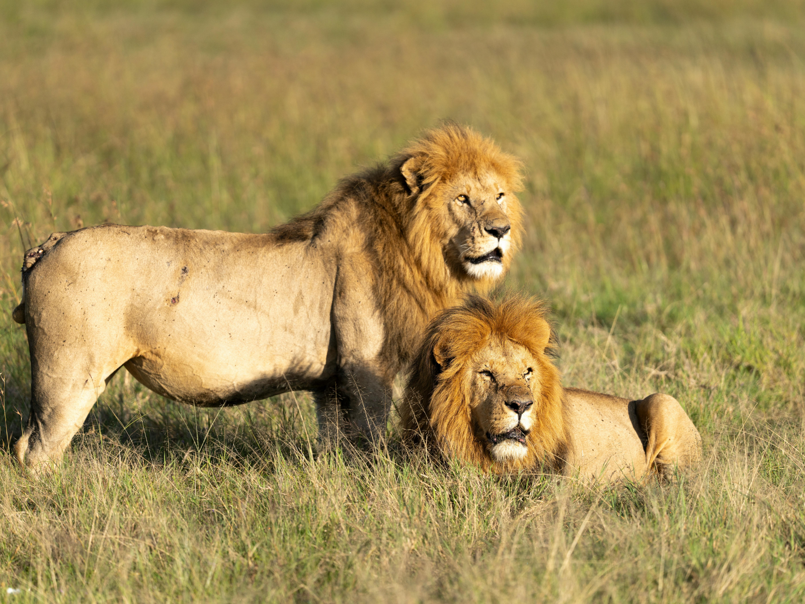Lion in Masai Mara