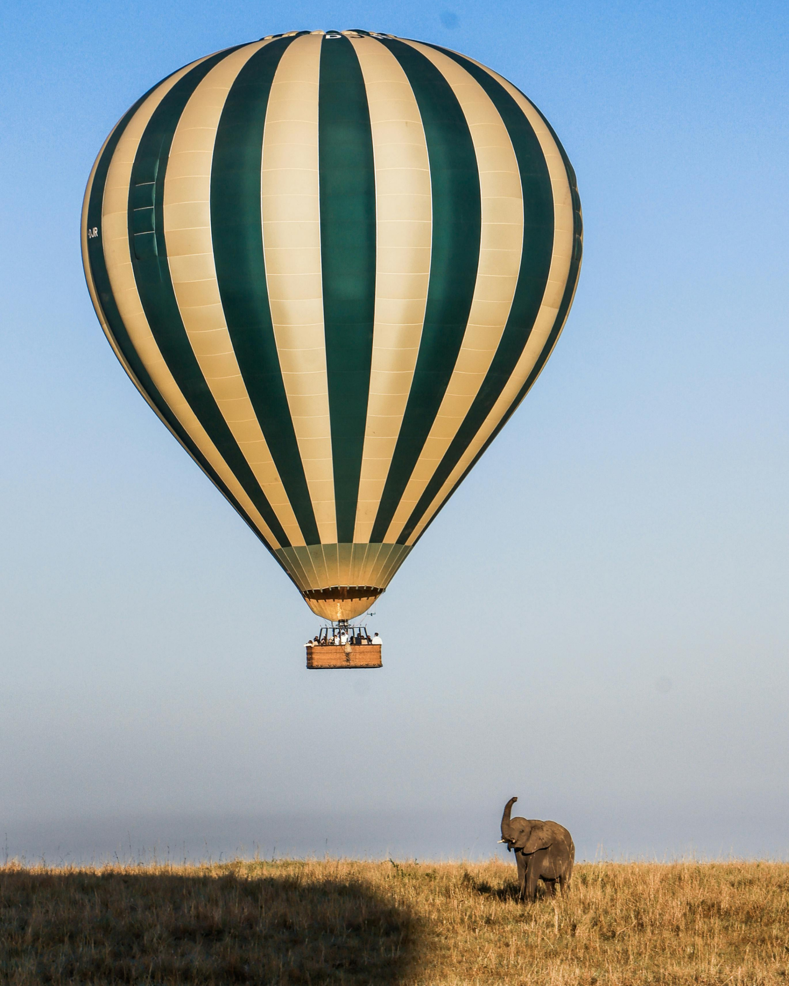 Masai Mara plains during migration season
