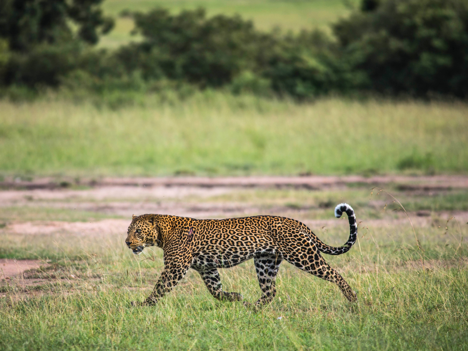 Leopard in the Masai Mara
