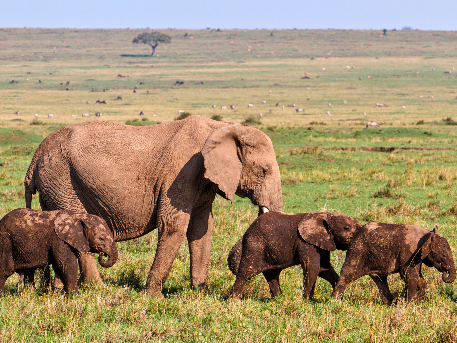 Elephants in the Masai Mara