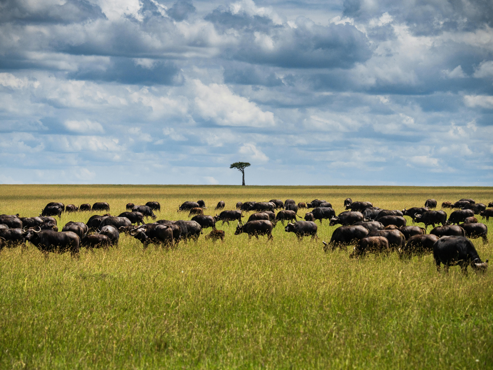 Cape buffalo in the Masai Mara