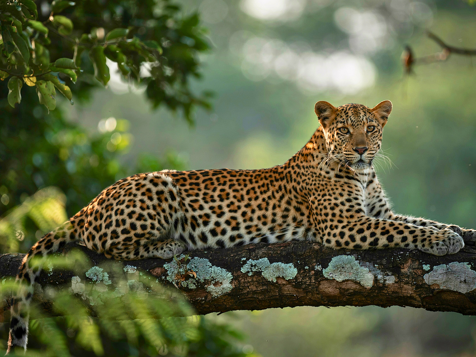Leopard photographed in the Masai Mara