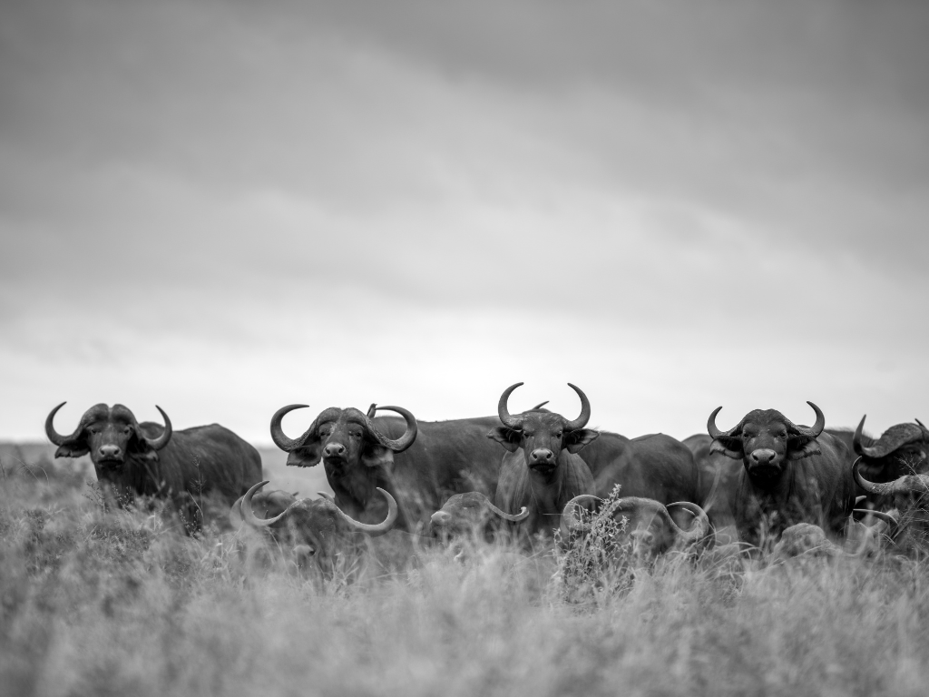 Cape buffalo in the Masai Mara