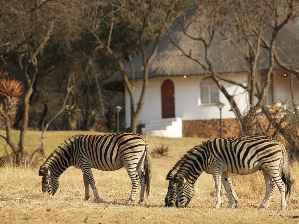 Safari lodge accommodation in Kenya