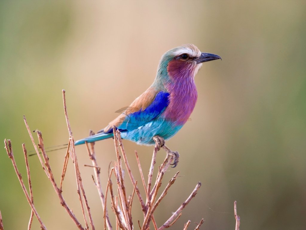 Lilac-breasted roller in the Masai Mara