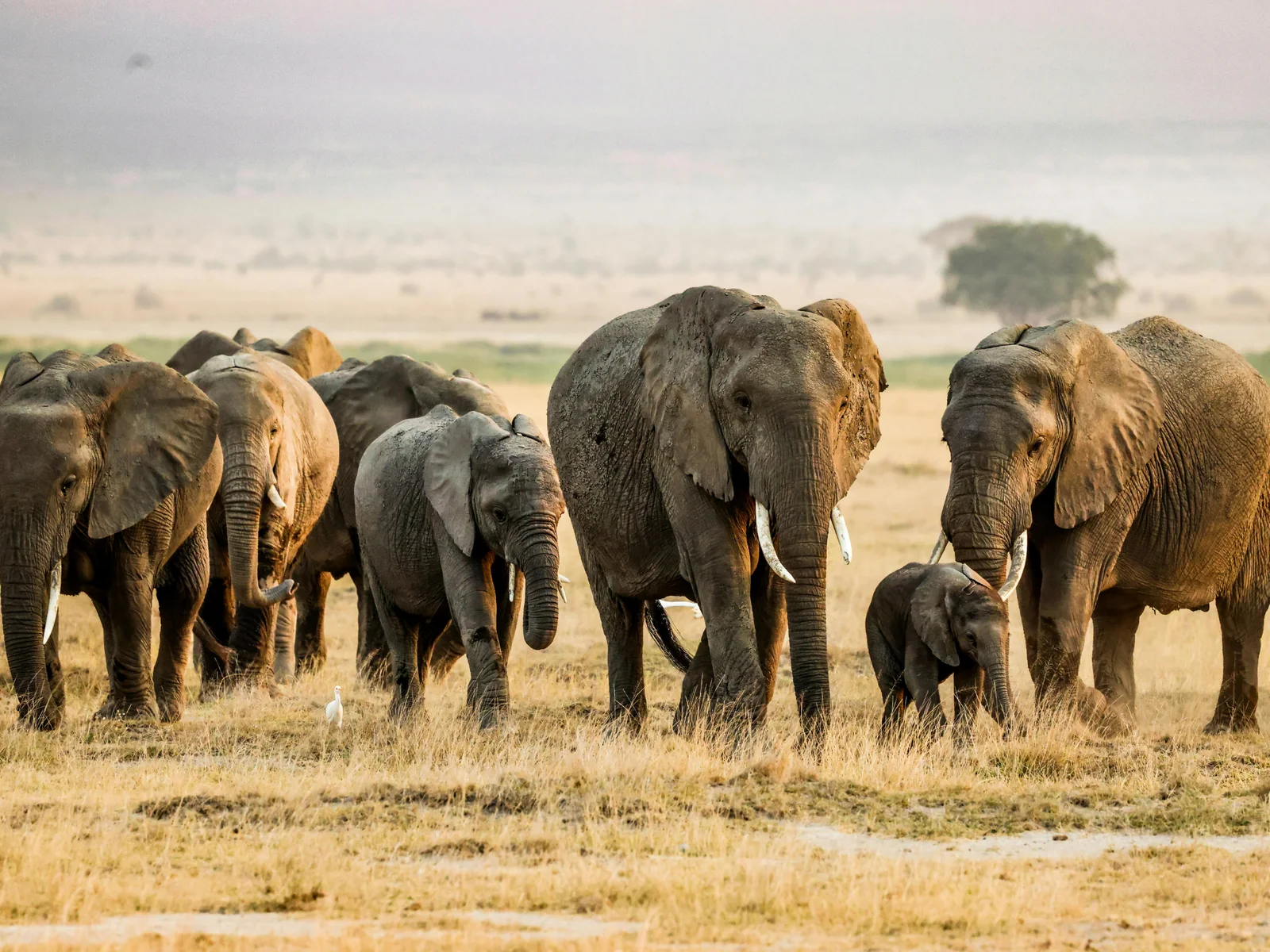 Drive or fly planning for the Masai Mara