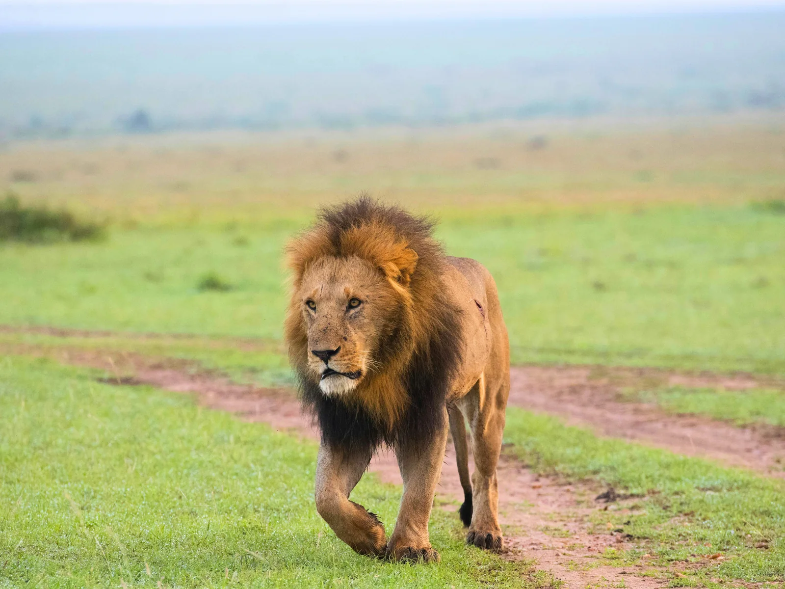 Lion in the Maasai Mara