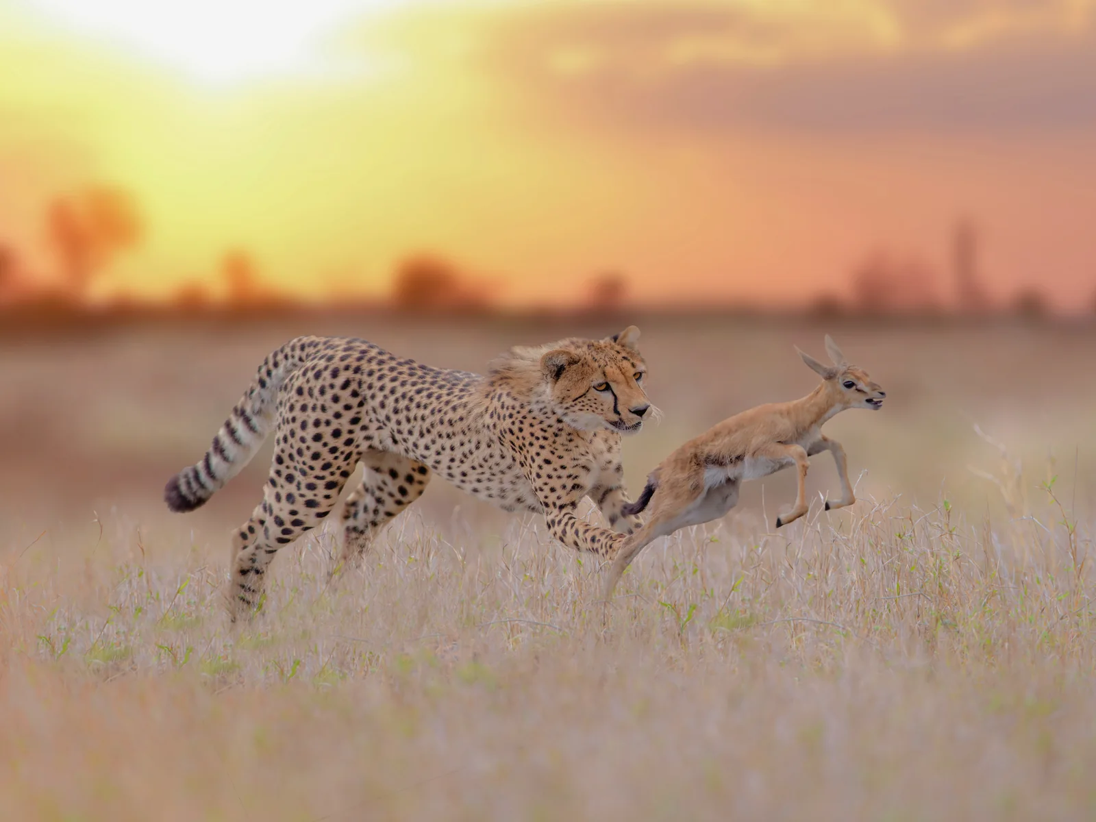 Comparing three and four nights in the Masai Mara