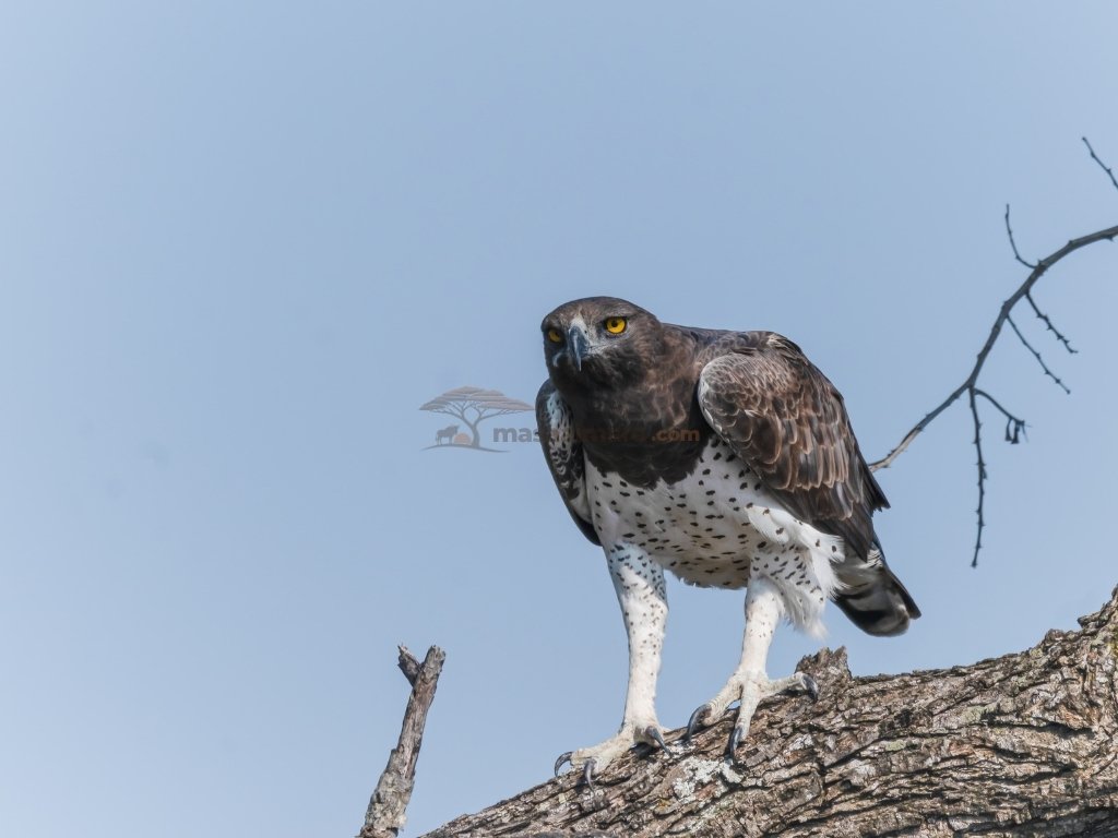 Martial eagle in the Masai Mara