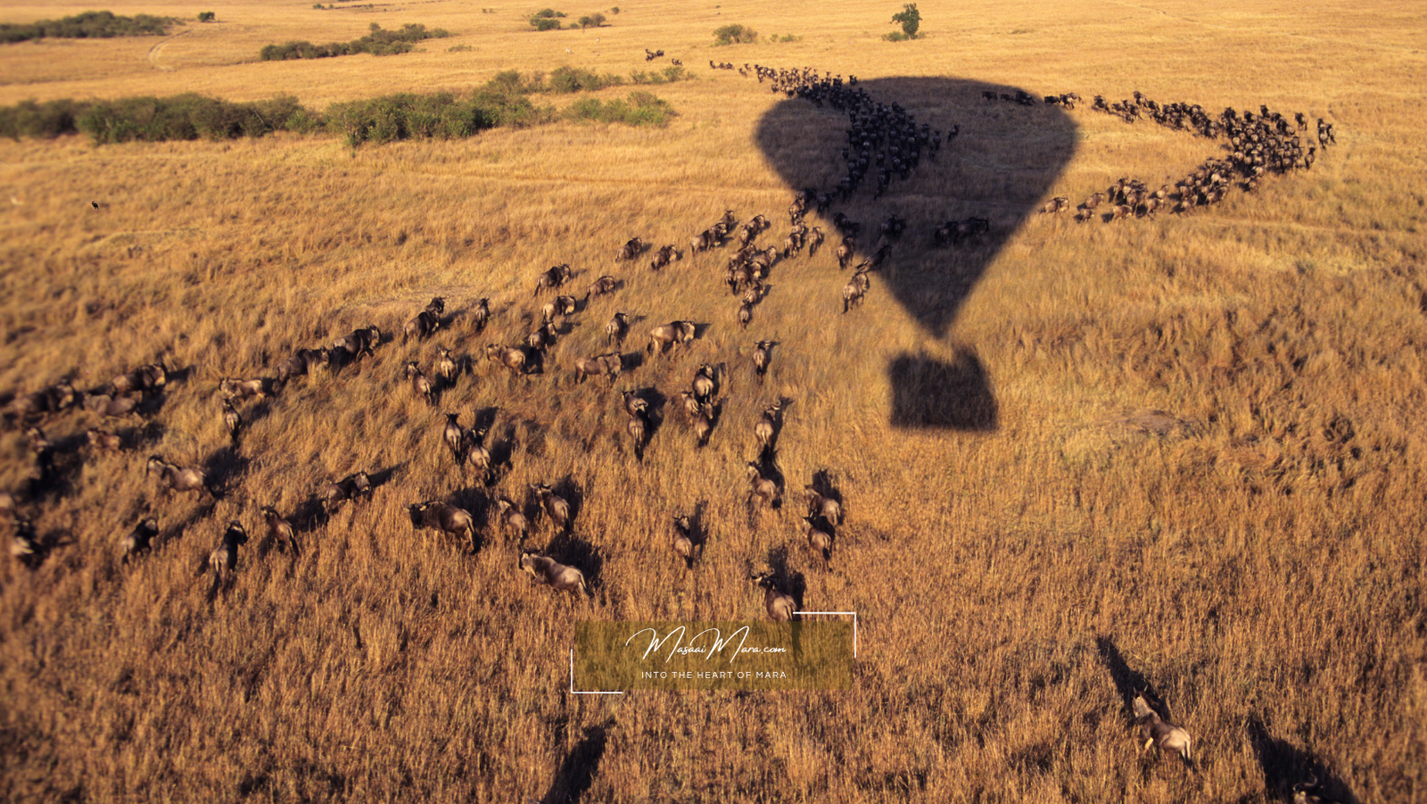 Hot-air balloon over the Masai Mara