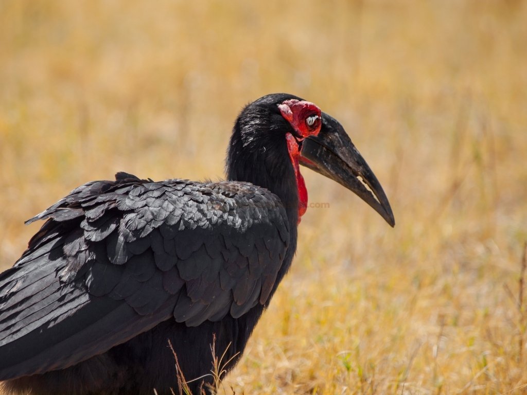 Southern ground hornbill in the Masai Mara