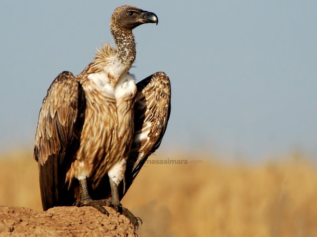 White-backed vulture in the Masai Mara