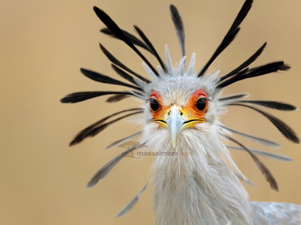 Secretary bird in the Masai Mara
