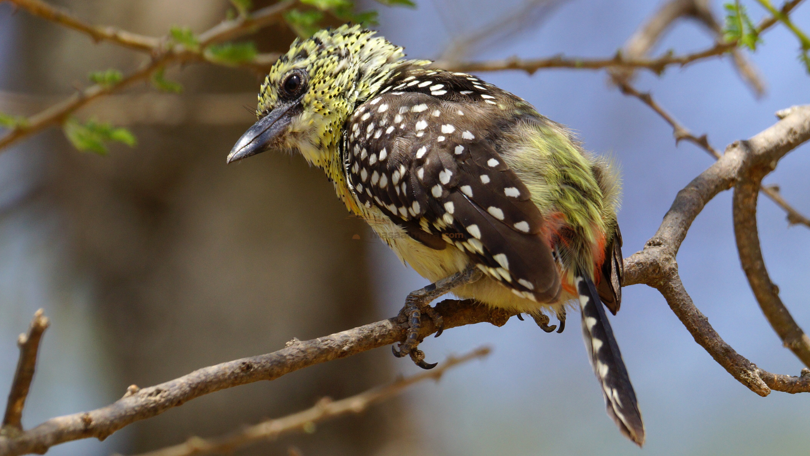 Usambiro barbet in the Greater Mara ecosystem