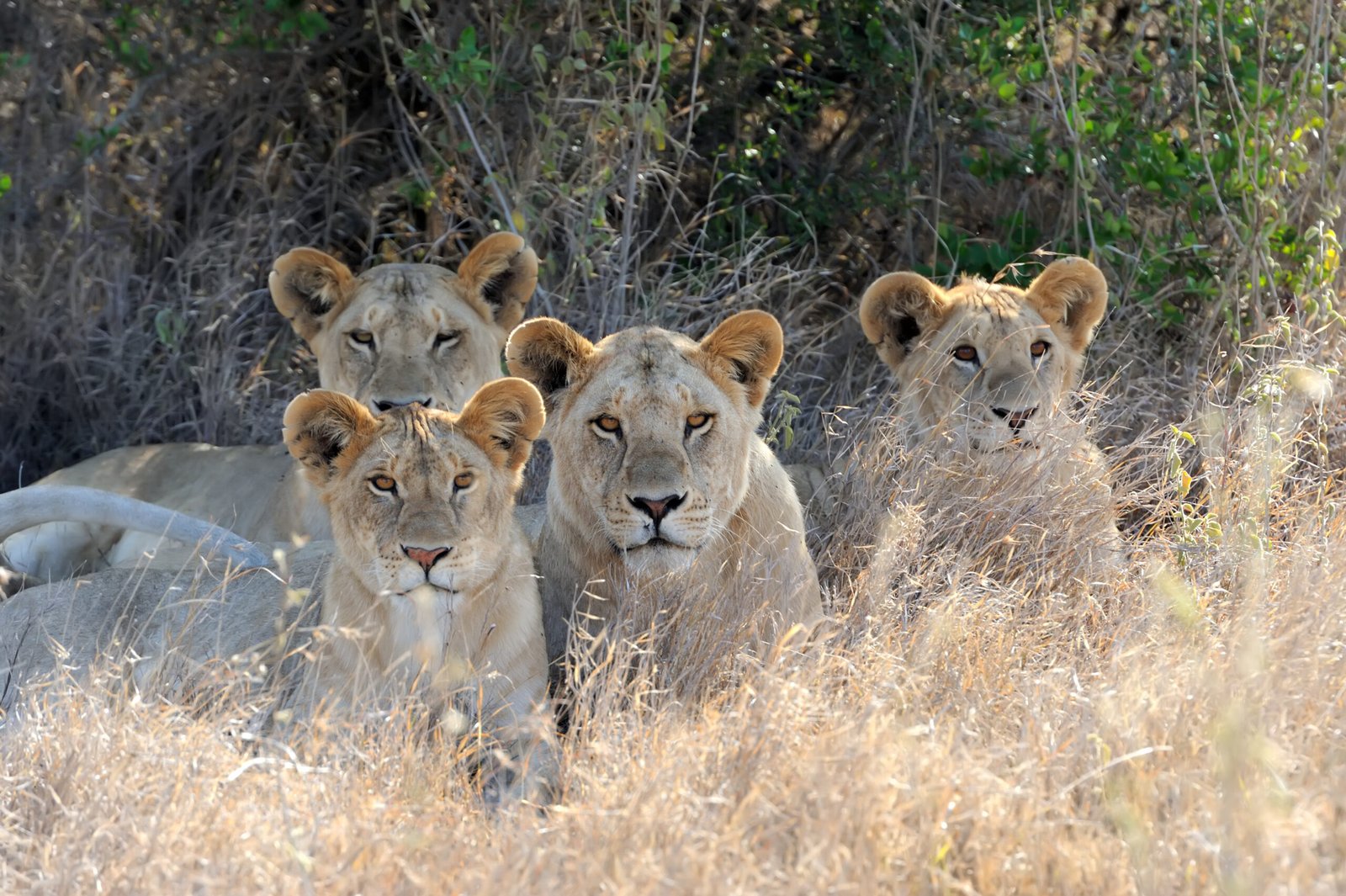 Four lions resting together in the Masai Mara, photographed in August 2015