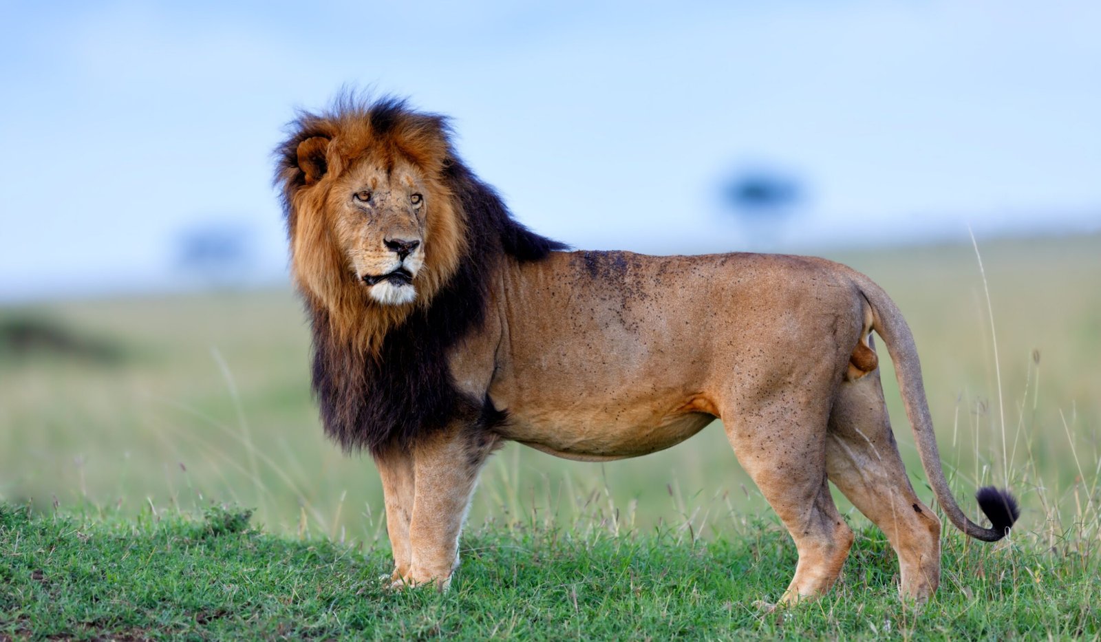 Male lion known as Lipstick from the Rekero Pride area of the Masai Mara
