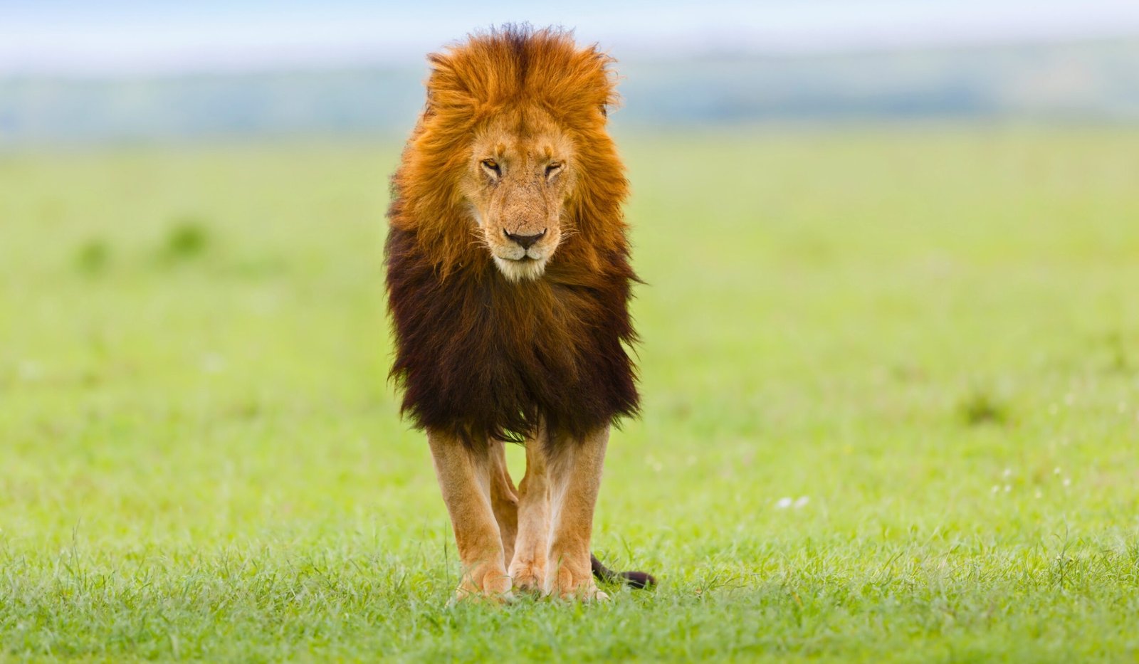 Lipstick lion associated with the Rekero Pride in the Masai Mara