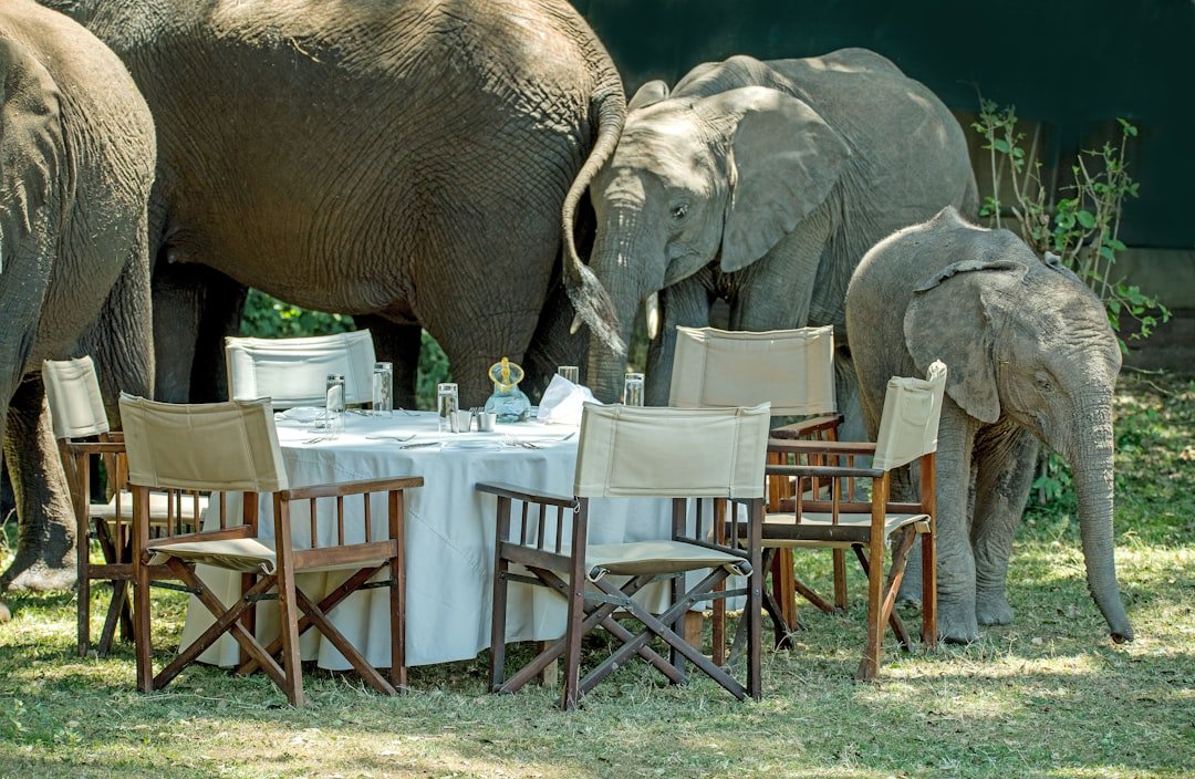Safari dining in the Masai Mara in Kenya