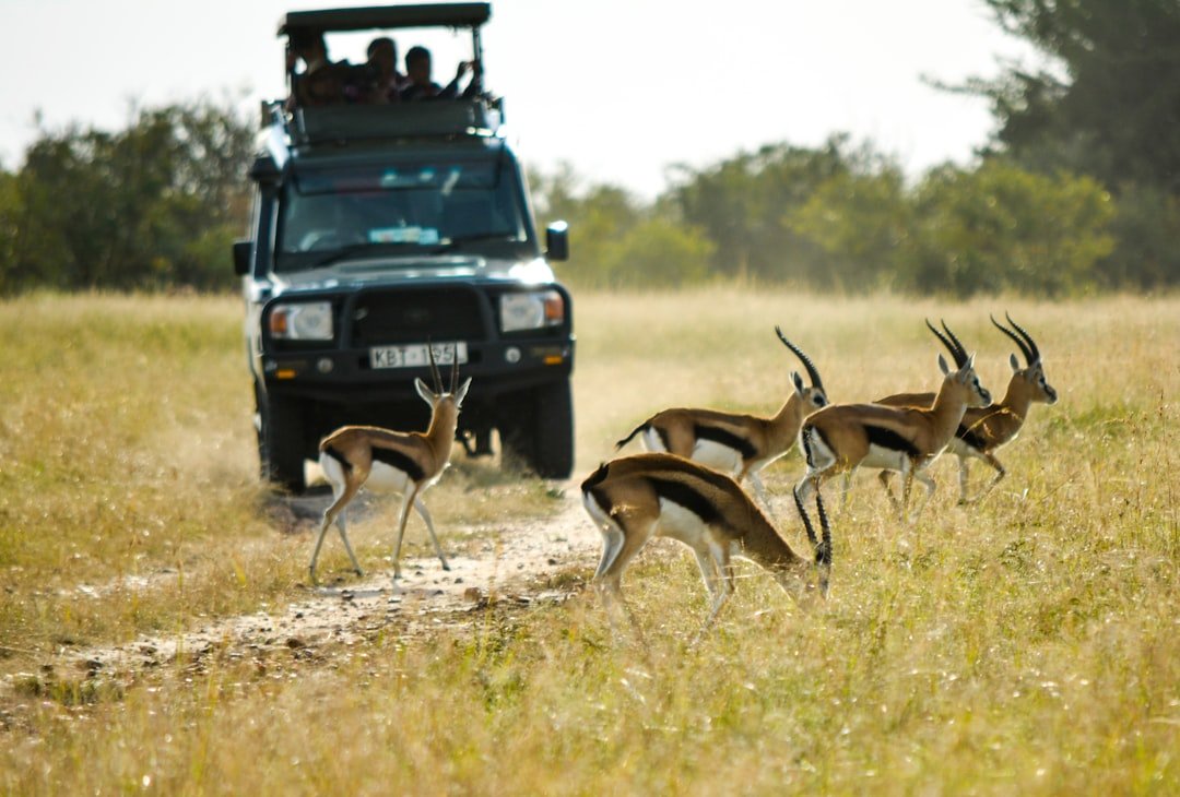 Safari vehicle travelling in the Masai Mara