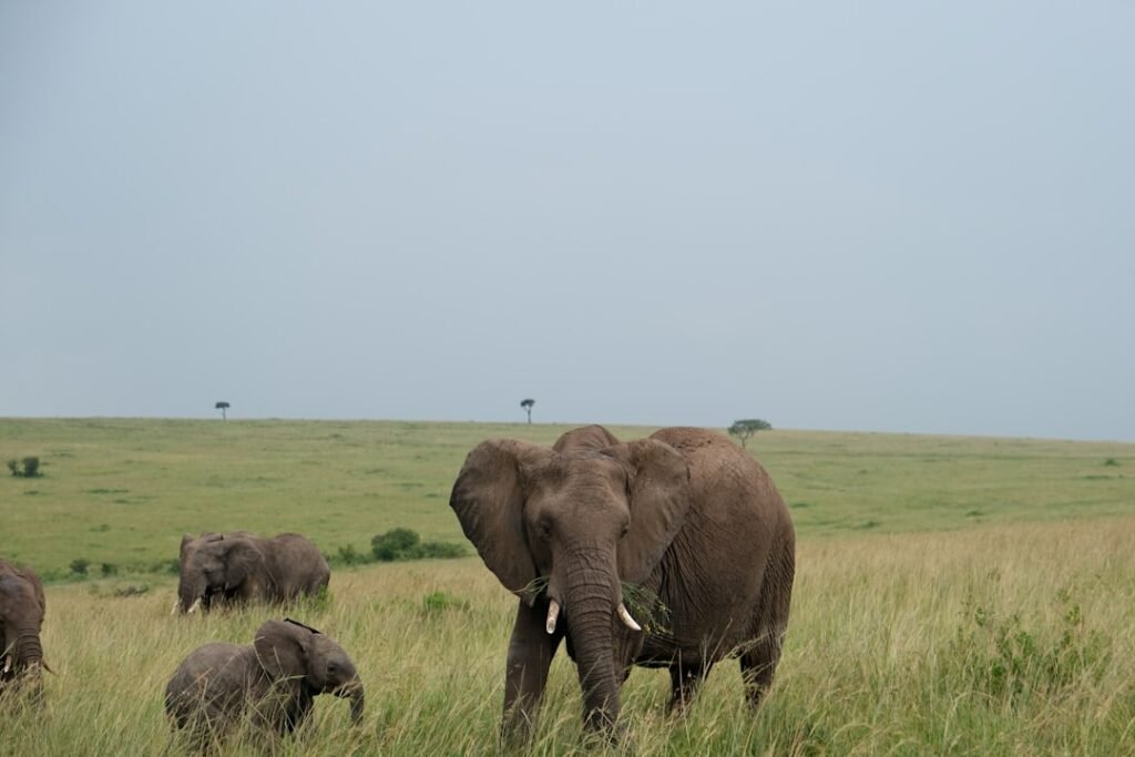 Is Masai Mara Safe? Wildlife, Camps, Roads, Families & What Travellers Should Know (2026)
