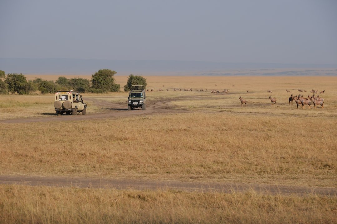 Safari vehicles on a Masai Mara road in Kenya
